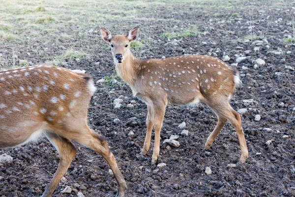 Młody spotted jelenia z bliska — Zdjęcie stockowe