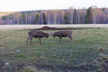 İki geyik dolar mücadele alanındaki