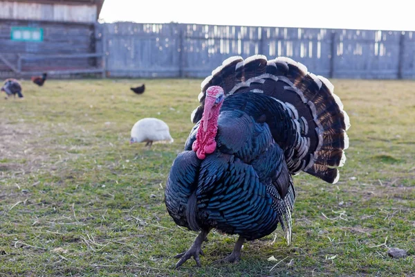 Live turkey on the farm — Stock Photo, Image