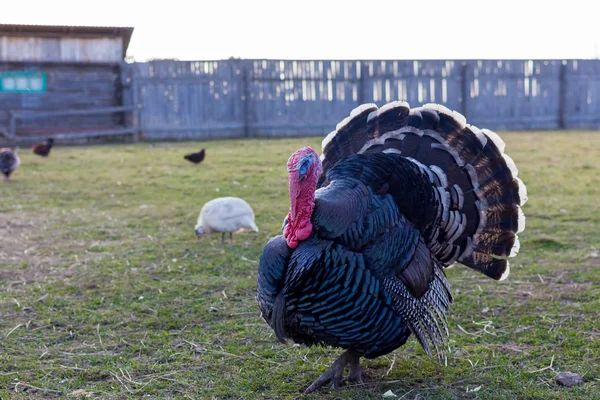 Live turkey on the farm — Stock Photo, Image