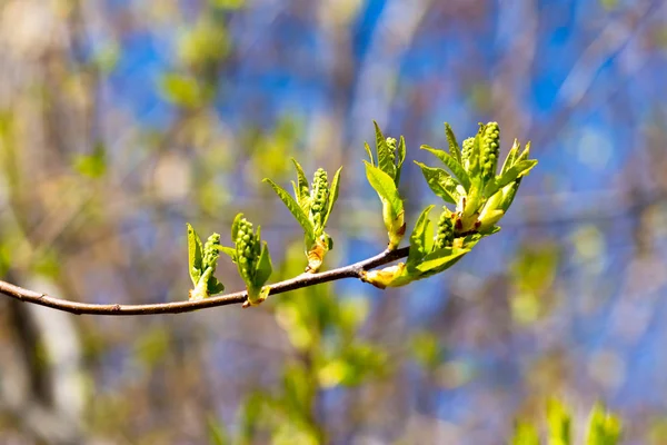 Fioritura in primavera da germogli, foglie verdi giovani — Foto Stock