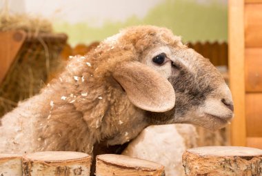 kuzu bej talaş sevişme Hayvanat Bahçesi