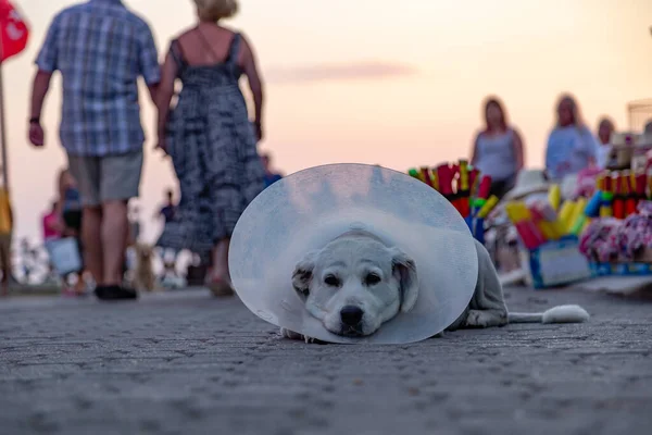 Sick old dog wearing a translucent flexible plastic protective collar.