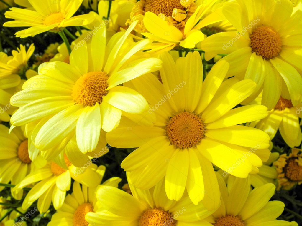Bundle De Belles Fleurs Jaunes Souriant Dans Le Soleil De L