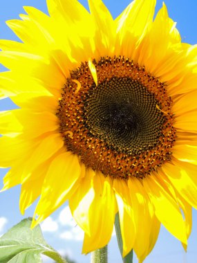 Mavi gökyüzü üzerinde güzel ayçiçeği