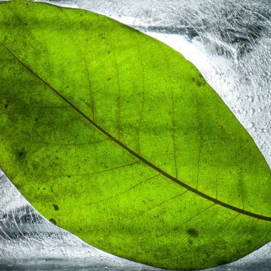 Şeffaf buza sıkışmış yaprak, kavramsal fotoğrafla aydınlatılmış.