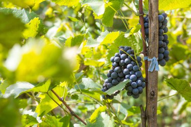 Üzüm bahçesinde olgun üzümler Sonbahar hasat konsepti