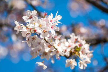 Sakura Japon geleneğinde güzel kiraz çiçekleri açar.