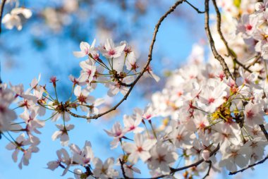 Sakura Japon geleneğinde güzel kiraz çiçekleri açar.