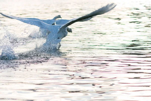 Weißer Schwan Auf Dem Wasser Foto Contre Jour — Stockfoto