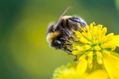 honey bee harvesting pollen from a yellow daisy