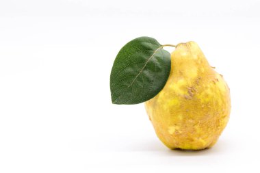 Kopyalama alanı olan tüylü ayva.