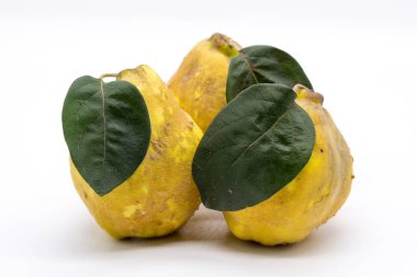 Beyaz arkaplanda sarı tüylü ayva grubu