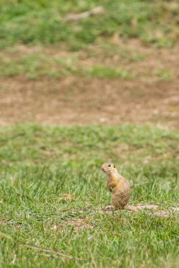 Çayır üzerinde vahşi Avrupa yer sincabı (Spermophilus citellus)