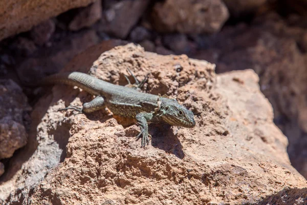 Curieux Petit Lézard Debout Sur Rocher Soleil — Photo