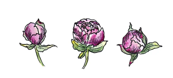Watercolor clipart lilac peonies dengan outlined tunds — Stok Foto