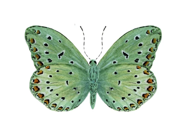 Зеленая тропическая бабочка с красными пятнами — стоковое фото