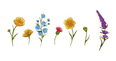 Yaz çiçekleri sarısı, mavi unutma beni.