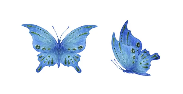 Set blue tropical butterfly with green spots watercolor — 스톡 사진