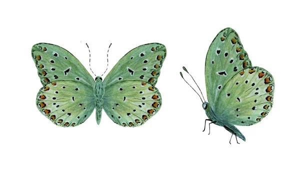 Green tropical butterfly with red spots — 스톡 사진