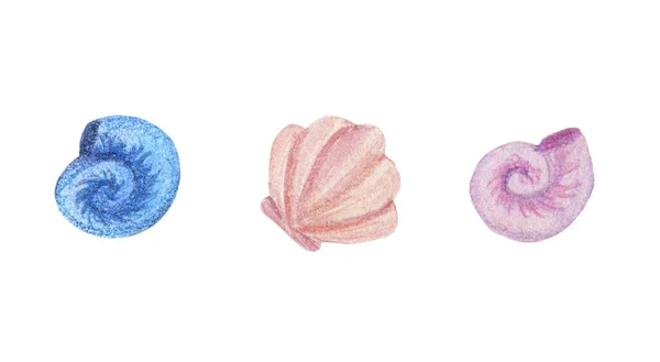 Set aus rosa und blau, Muscheln in Aquarell, auf weißem Hintergrund — Stockfoto