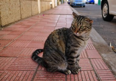 Çizgili kedi ile kırık kulak