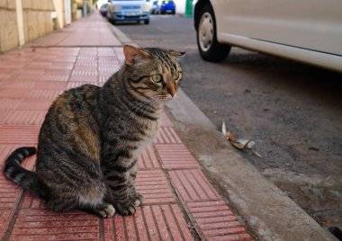 Çizgili kedi ile kırık kulak
