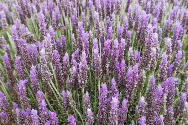 Nahaufnahme von Lavendelblüten — Stockfoto