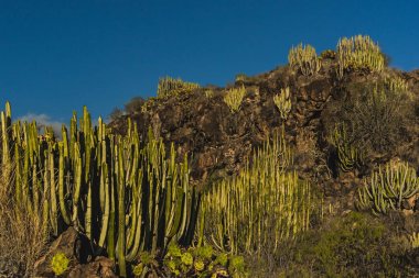 Atatürk kaktüsler ve kayalar Barranco de Las Salinas görünümüne 