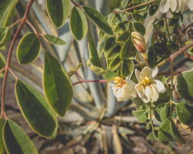 Küçük beyaz tropik çiçekler ve yapraklar.
