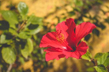 Güzel kırmızı Hibiscus çiçek closeup.