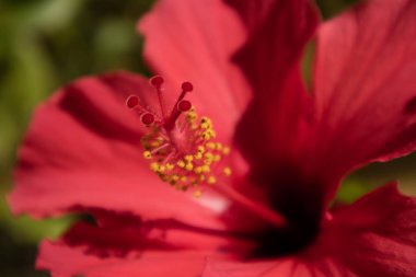 Güzel kırmızı Hibiscus çiçek closeup.