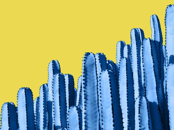 Zblízka modré Euphorbia kaktusy izolované na žluté poza — Stock fotografie