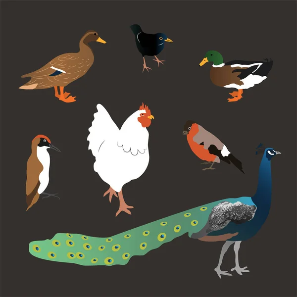 Conjunto de diferentes aves, pato, gallo, pavo real, pájaro carpintero. Aislado sobre fondo oscuro. vector de estilo plano . — Archivo Imágenes Vectoriales