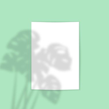 Üzerinde tropikal bitkiler olan bir kart şablonu canavar gölgesi efekti süslemesi. vektör illüstrasyonu.