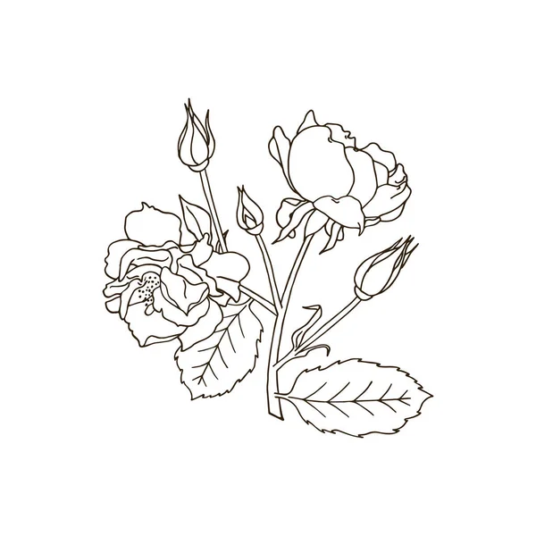 Clip Art Flores Rosas Monocromas Ilustración Vectorial Dibujada Mano — Archivo Imágenes Vectoriales