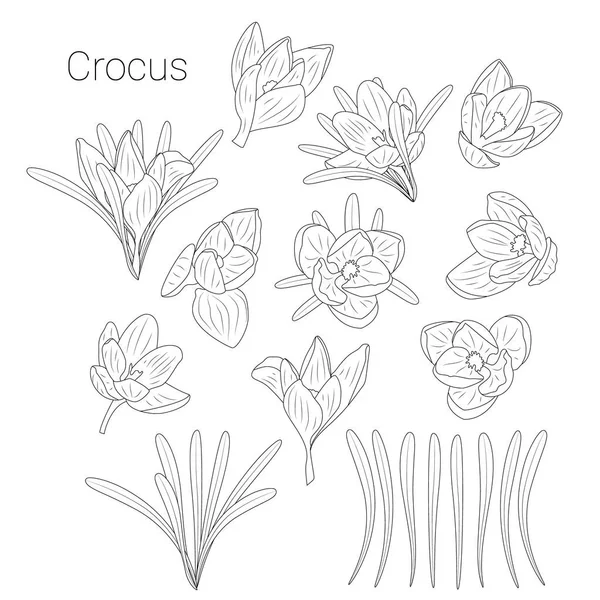 Crocus Sativusストックベクター ロイヤリティフリーcrocus Sativusイラスト Depositphotos Crocus Sativusストックベクター ロイヤリティフリーcrocus Sativusイラスト Depositphotos