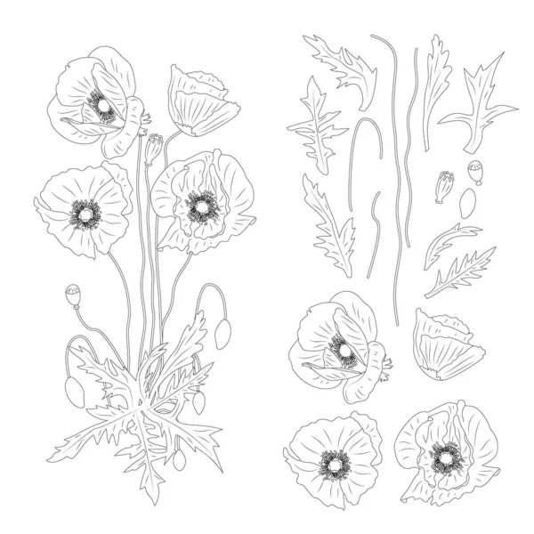 Ručně Kreslené Monochromatické Mák Květiny Kliparty Květinový Designový Prvek Izolované — Stockový vektor