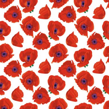 Beyaz arka planda el çizimi kırmızı haşhaş çiçekleri olan kusursuz bir desen. Vektör illüstrasyonu