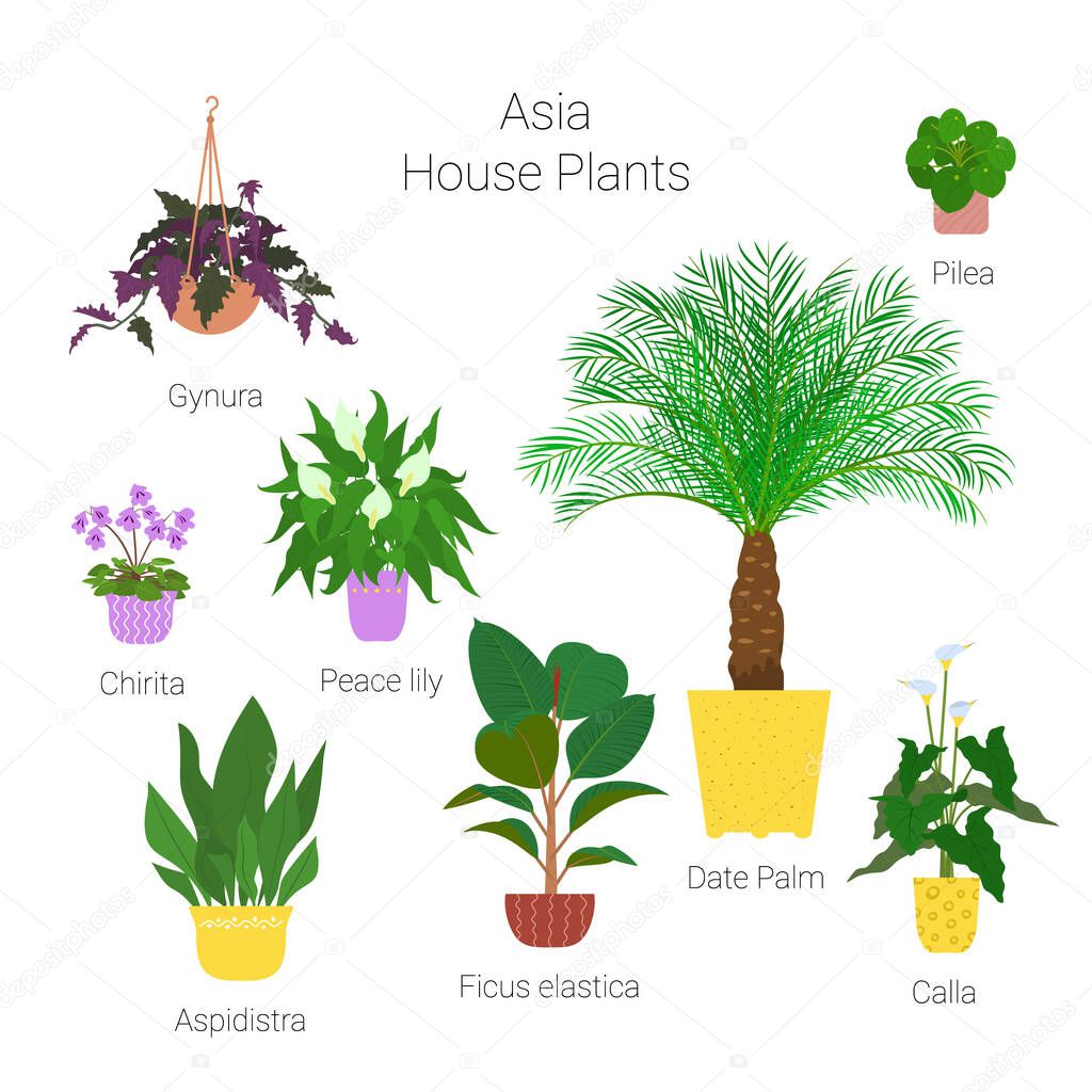 Colorful set of various potted asian houseplants. Succulents, evergreen plants in planters. Flat style stock vector illustration.