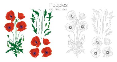 El yapımı kırmızı ve tek renkli haşhaş klipsleri. Çiçek tasarım elementi. Beyaz arka planda izole edilmiş. Vektör illüstrasyonu.