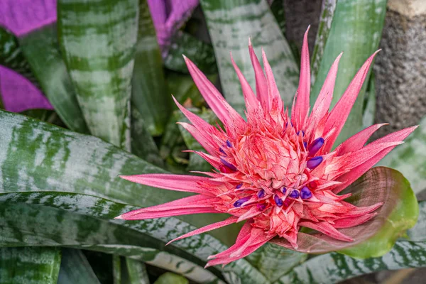 Çiçekli vazo bitkisi, güzel bir çiçek.