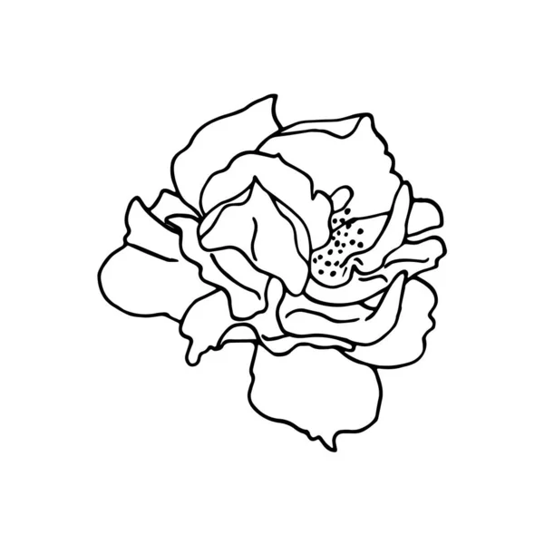 Handgezeichnete Schwarze Und Weiße Rosenblüte Florales Design Element Vereinzelt Auf — Stockvektor