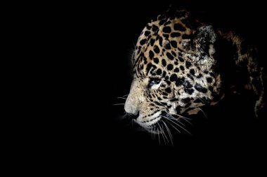 Karanlık içine büyük kedi