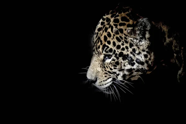 Pisica mare în întuneric — Fotografie, imagine de stoc