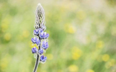 Lupinus polyphyllus çiçek