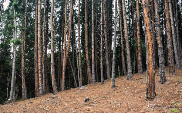 Eğimli çam ormanı — Stok fotoğraf