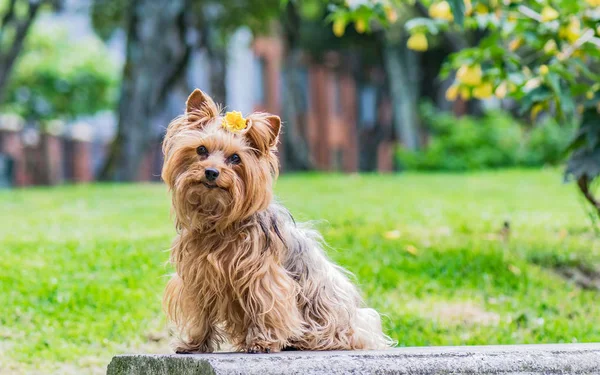 Kafasında sarı bir çiçek ile dekore edilmiş sempatik dişi köpek