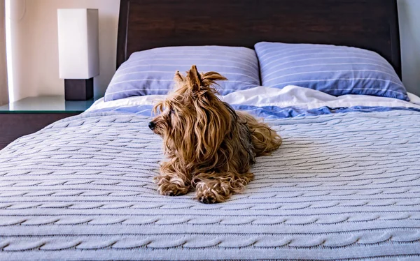 Yorkshire Terrier entspannt auf dem Bett seines Besitzers — Stockfoto