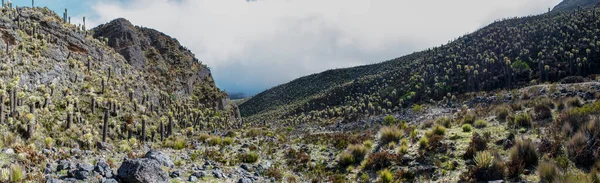 Valleys Frailejones Στο Paramo Των Ορεινών Περιοχών Του Anzoategui Tolima — Φωτογραφία Αρχείου